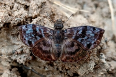 Ebrietas