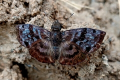 Ebrietas