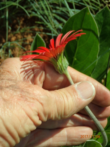 Image of Gerbera aurantiaca by no rights reserved