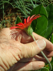 Gerbera aurantiaca