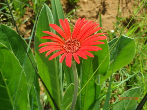 Gerberas (género Gerbera) · iNaturalist Ecuador