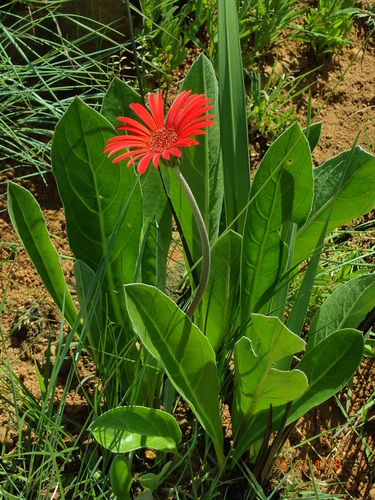 Image of Hilton Daisy (Gerbera aurantiaca) by no rights reserved