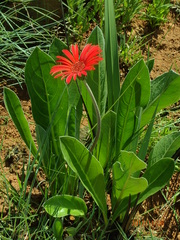 Gerbera aurantiaca