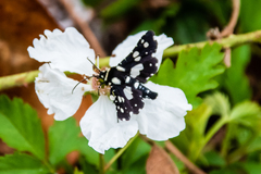 Pseudothyris sepulchralis
