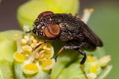 Notogramma