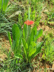 Gerbera aurantiaca