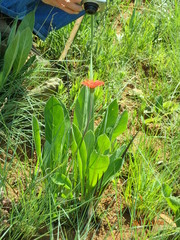 Gerbera aurantiaca