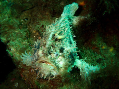 Tasselled Frogfish photo 2