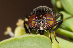 Notogramma