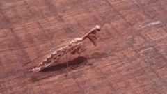 Paramantispa prolixa