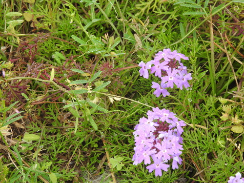 Image of Verbena pulchella by (c) sudomir, some rights reserved (CC BY)