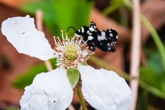 Pseudothyris sepulchralis