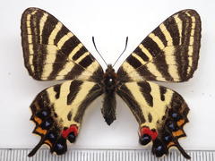 Luehdorfia japonica