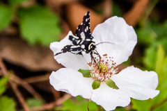 Pseudothyris sepulchralis