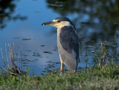 Nycticorax nycticorax image