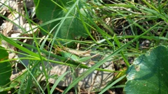 Allotruxalis gracilis