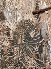 Dendroctonus pseudotsugae