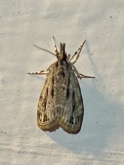 Eudonia strigalis