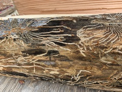 Dendroctonus pseudotsugae