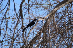 Quiscalus mexicanus