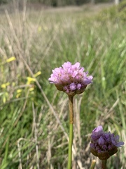 Armeria maritima californica