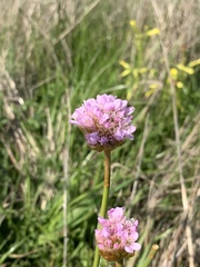 Armeria maritima californica