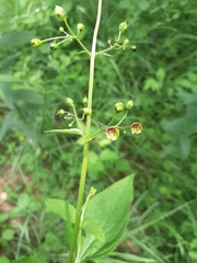 Scrophularia nodosa