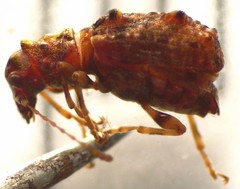 Phymatus cucullatus