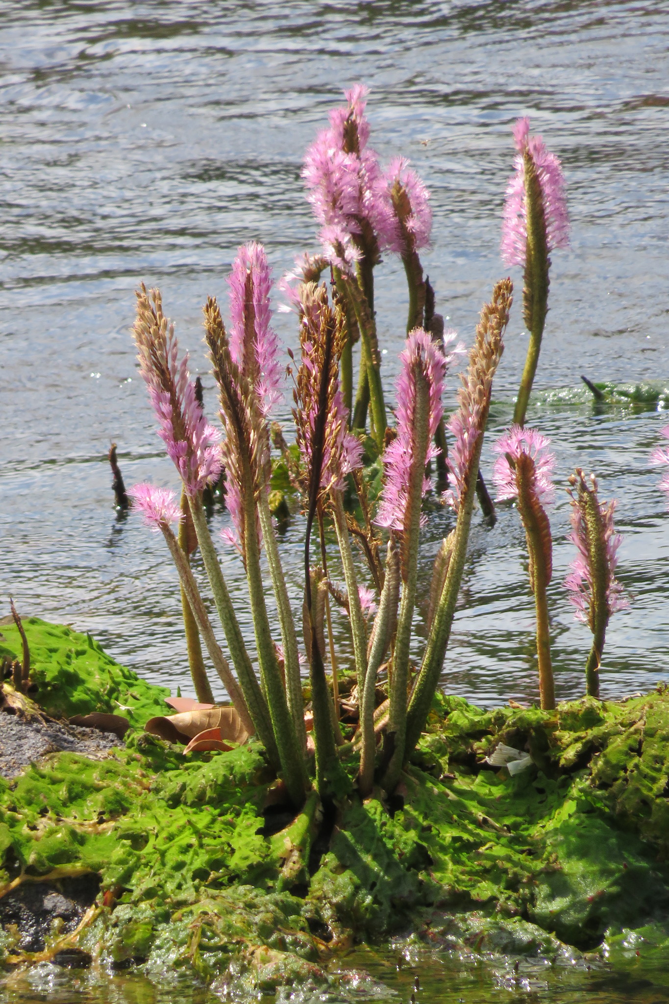 Podostemaceae