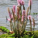 Podostemaceae - Photo (c) Rosemary Glos,  זכויות יוצרים חלקיות (CC BY-NC-SA), הועלה על ידי Rosemary Glos