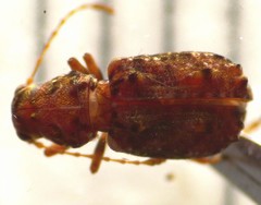Phymatus cucullatus