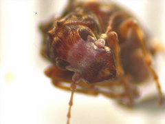 Phymatus cucullatus