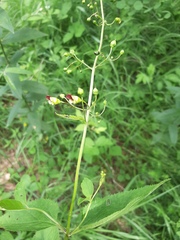 Scrophularia nodosa