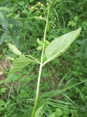 Scrophularia nodosa