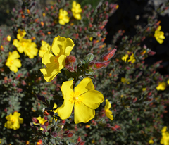 Cistus lasianthus