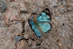 Dynamine aerata