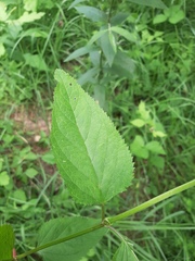 Scrophularia nodosa