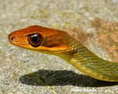 Dendrophidion rufiterminorum