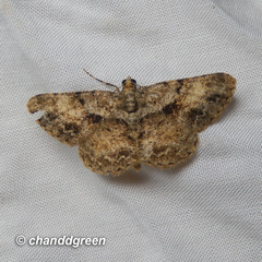 Psilalcis galsworthyi