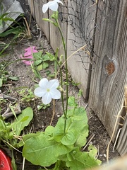 Nicotiana repanda