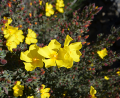 Cistus lasianthus