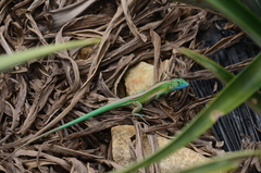 Cnemidophorus ruatanus