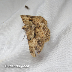 Psilalcis galsworthyi