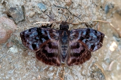 Ebrietas