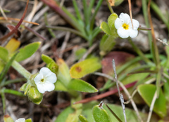 Plagiobothrys trachycarpus