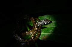 Chironius grandisquamis