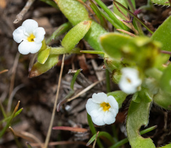 Plagiobothrys trachycarpus