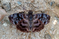 Ebrietas