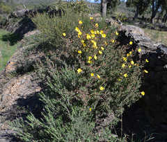 Cistus lasianthus