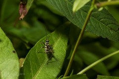 Phylloscyrtus amoenus